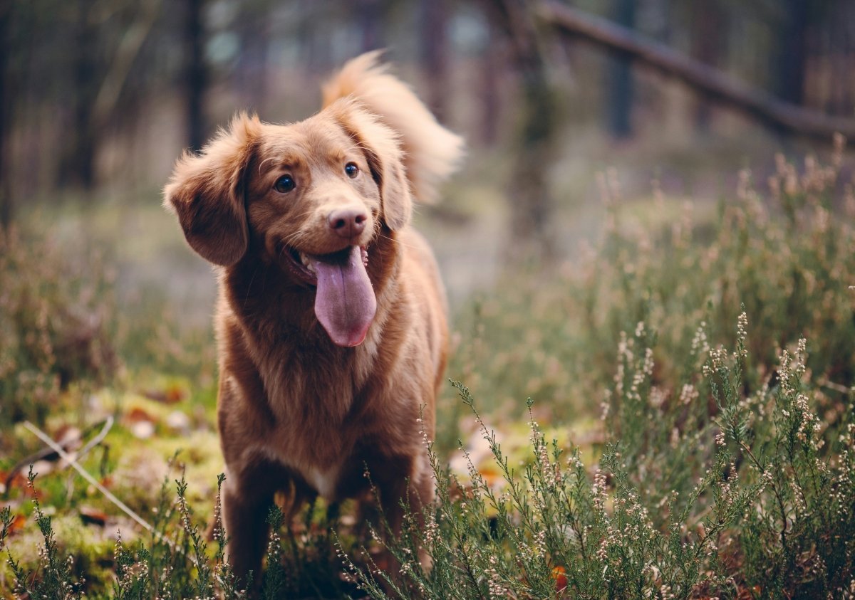 Top 5 Signs Your Pet Has Fleas - Pet Supply